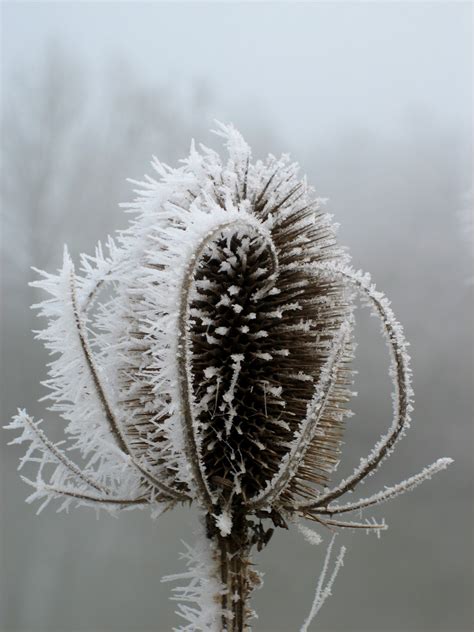 Urban Pollinators Frozen Beauties Flowers In Winter