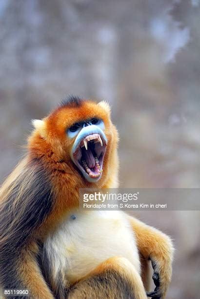 Angry Monkeys Photos And Premium High Res Pictures Getty Images