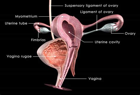 Human Anatomy Female Reproductive System Diagram Female Reproductive