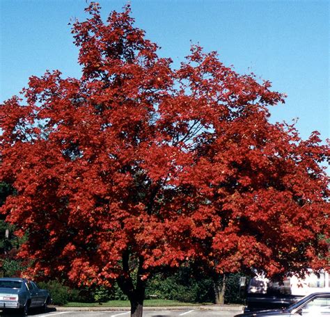 Smaller Shade Trees For Your Yard Including 6 Natives Best Shade