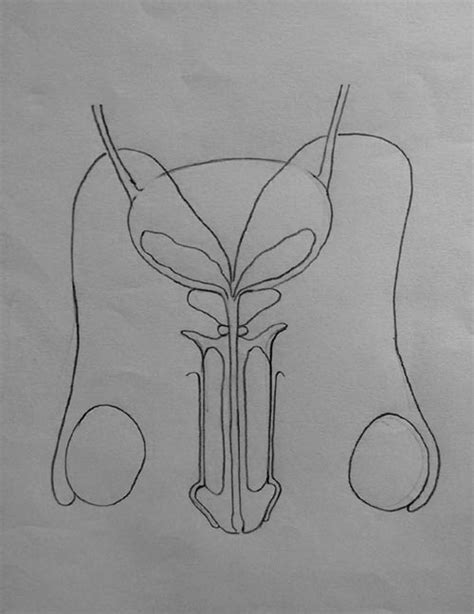 Draw It Neat How To Draw Male Reproductive System