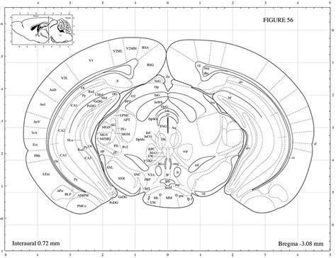 Mouse Brain Atlas