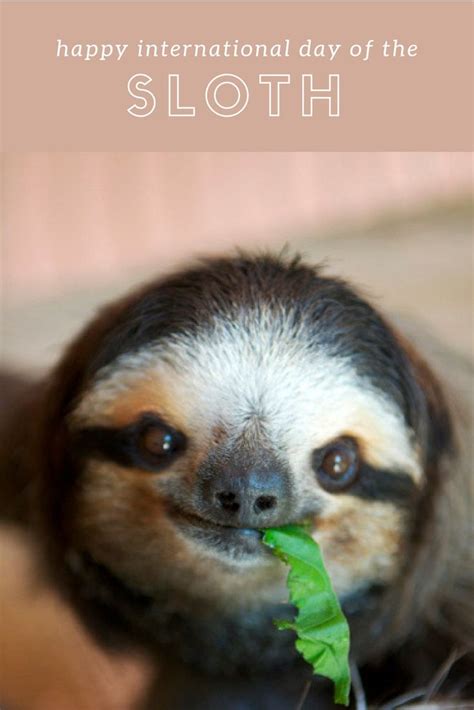 Happy Day of the Sloth! We love sloths and sloths love ...