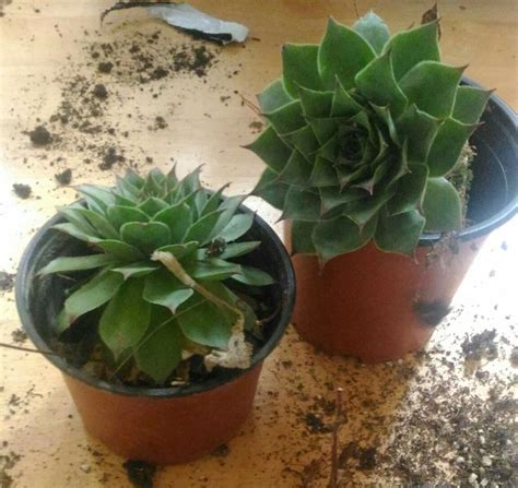 SEMPERVIVUM TECTORUM (nº2) Familia: crassulaceae | Botanica