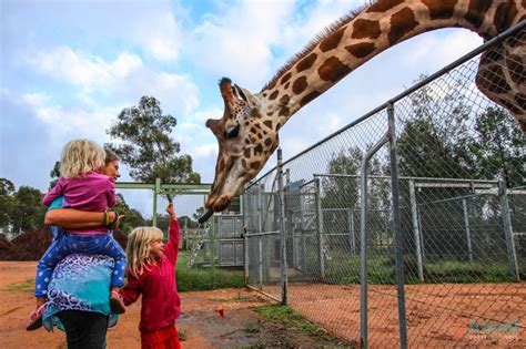 Take a cute souvenir photo out the front. Why Dubbo Zoo & Zoofari Lodge is Like Being on a Real Safari