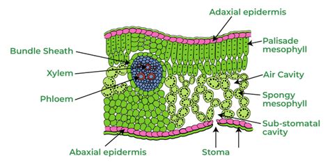 Describe The Internal Structure Of A Dorsiventral Leaf Geeksforgeeks