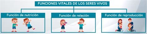 Funciones Vitales De Los Seres Vivos