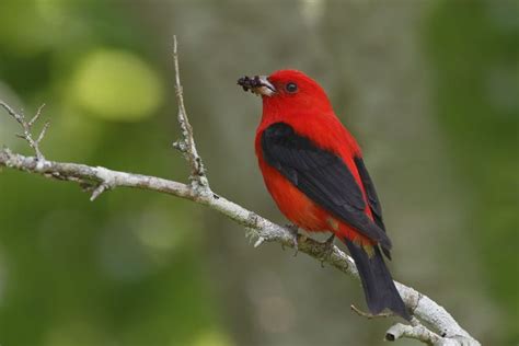 One Of The Most Dynamic And Recognizable Birds Male Scarlet Tanagers
