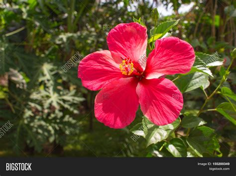 Pink Flower On Image And Photo Free Trial Bigstock