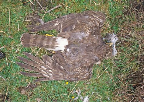 Government Goes Ahead With Discredited Hen Harrier Scheme Birdguides