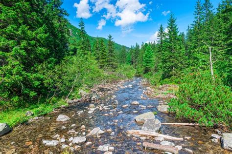 Mountain Stream In The Forest Scenic Landscape Stock Photo Image Of