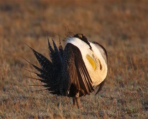 Greater Sage Grouse Facts Diet Habitat And Pictures On Animaliabio