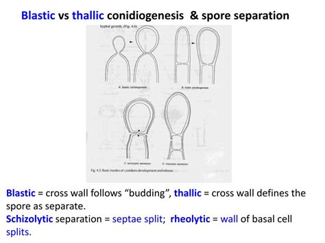 Arrangements of conidiophores and the way in which spores are produced (conidial ontogeny) help in the accurate identification of filamentous fungi. PPT - Ascomycete Anamorphs and the Imperfect Fungi ...