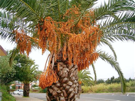 Phoenix canariensis (canary island date palm) is a tree that has escaped cultivation in southern california to invade stream corridors as well as orchards and, occasionally, landscaped areas. Phoenix canariensis - Canarische dadelpalm - Palma Verde ...