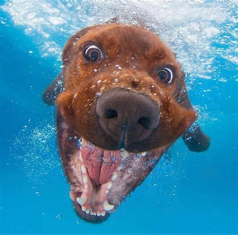 Underwater Dog Photography Raww