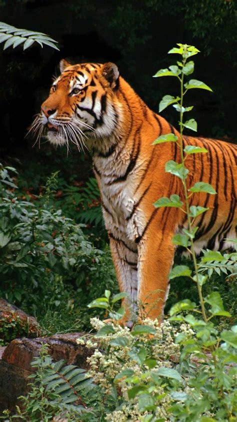 Very Handsome Tiger With A Fuzzy Head Amazing Animal Pictures Big