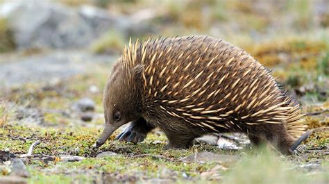Echidna—outback Oddity Answers In Genesis