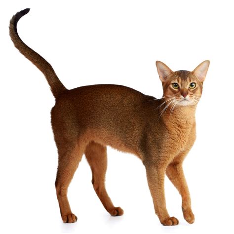 Abyssinian Cat Breed Information Abyssinian Cat Characteristics