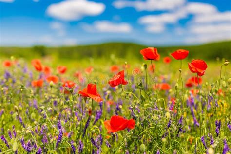 Summer Poppy Flowers And Blue Sky Landscape Background