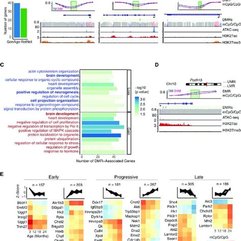 Aging Progression In Rods Correlates With Distinct Patterns Of Dmrs A