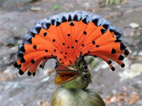 The Royal Flycatcher A Noble Bird With A Fiery Red Crown On Its Head