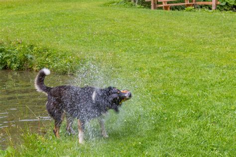 It worked fine with the other dogs, although this has. Dog Shaking Off Water After Swimming In A Local Lake Stock ...