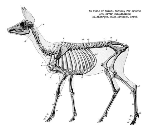 An Animal Skeleton Is Shown In This Black And White Drawing