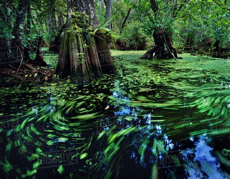 Cypress Dome Swamp With Water Surface Covered With Water Spangles And