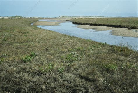 Land Formation On Salt Marsh Stock Image E600 0068 Science Photo