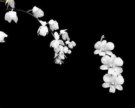 SG - cherry-blossom-black-white.gif (800×640) | Black and white flowers