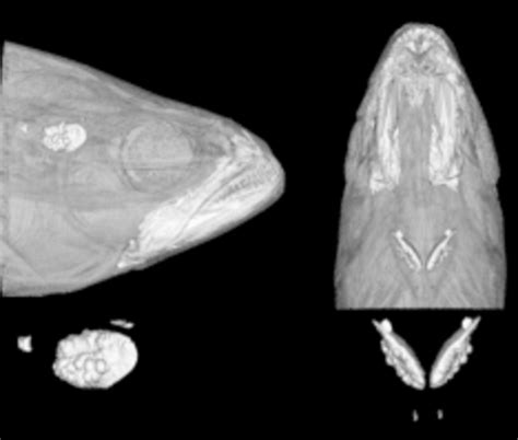 Reconstruction Of The Head Of A White Sea Bass Atractoscion Nobilis Download Scientific Diagram
