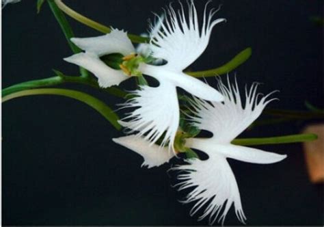 The White Egret Orchid Flower Habenaria Radiata Seeds 5 10 20 40
