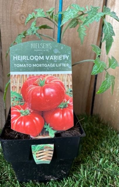 Tomato Mortgage Lifter Heirloom 100mm The Garden Feast