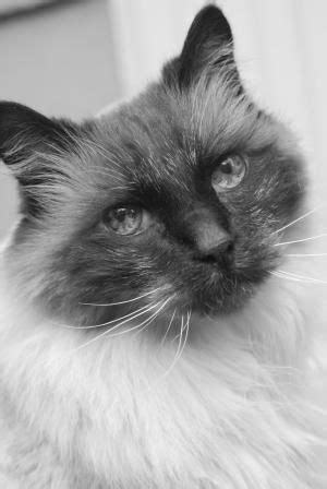 Lifespan depends on various factors. How Long Do Ragdoll Cats Live On Average? Ragdoll ...
