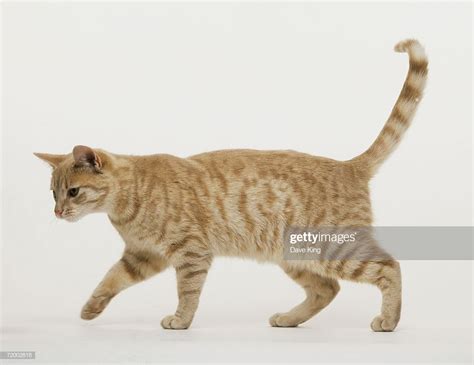 Domestic Cat Felis Catus Catus Ginger Tabby Walking Side