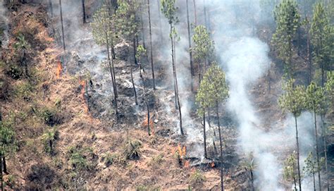 Forest Fire On The Rise In India Says Top Forest Official Kalimpong News