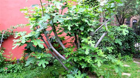 Prune blooming ornamentals during and immediately after bloom. How To Trim Fig Tree - Tree Choices