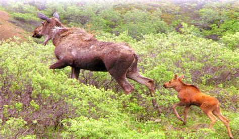 Maine Moose Population Doubles Over The Past Decade Outdoorhub
