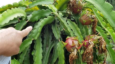 Unlike day pollination done by bees, it is surprising to note that this nutritious and. Top 5 Don'ts in growing dragon fruit. (My own experience ...