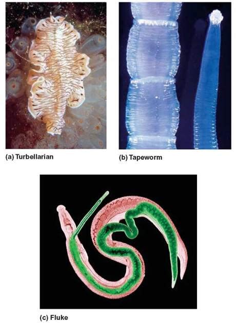 Platyhelminthes—flatworms The Animal Kingdom The Origin And