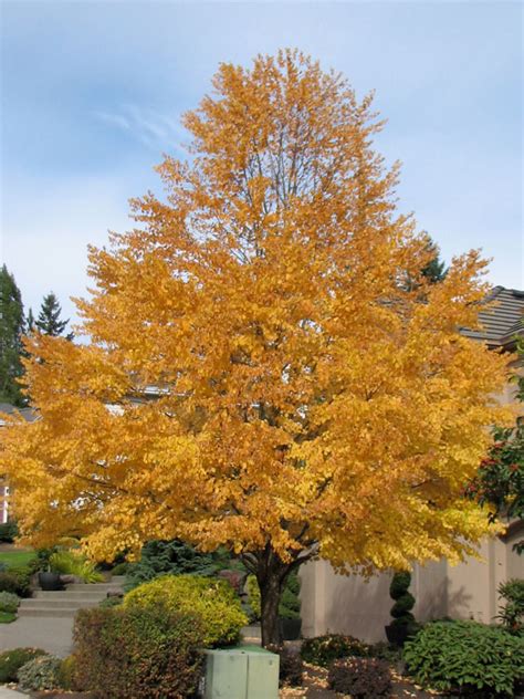 Katsura Tree J Frank Schmidt And Son Co