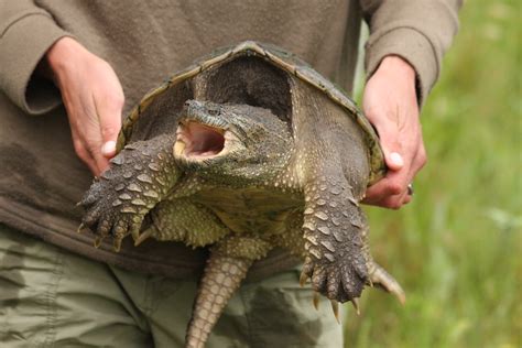 Common Snapping Turtle Chelydra Serpentina Adult Female Flickr
