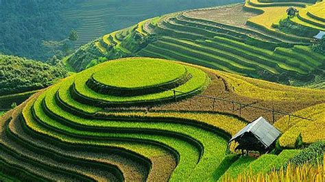 Terrace Farming The Method That Can Conserve Soil And Water