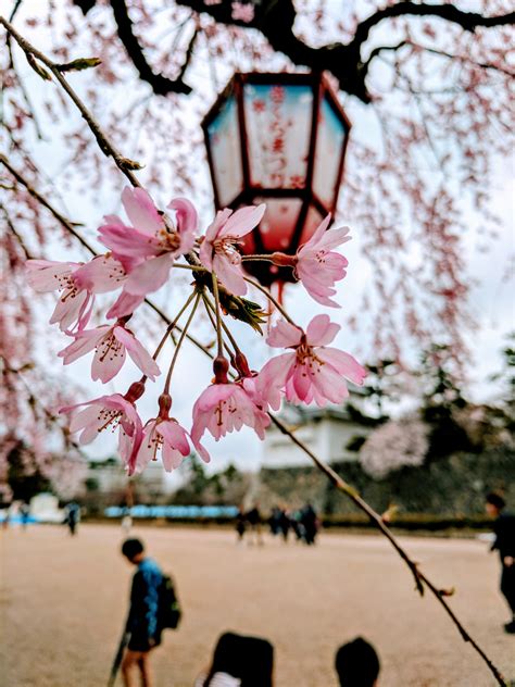 From have camera will travel. Japan, Cherry blossom Wallpapers HD / Desktop and Mobile ...