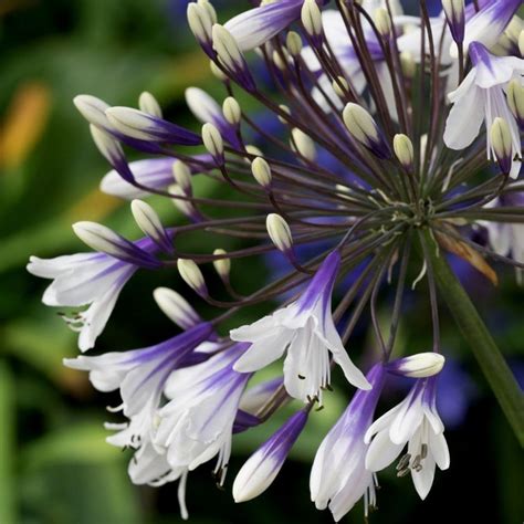 Buy African Lily Agapanthus Fireworks Mdb001