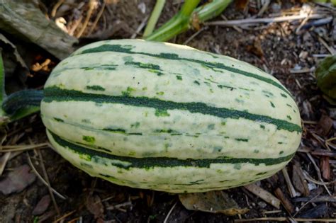 30 best delicata squash recipes to try this fall. Less Noise, More Green: Stuffed Delicata Squash