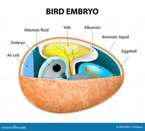 Amniote Egg Diagram