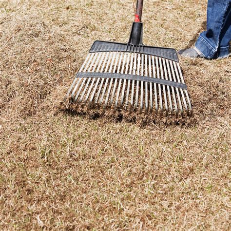 How to prepare for dethatching. Keep grass healthy by controlling thatch - Sunset Magazine
