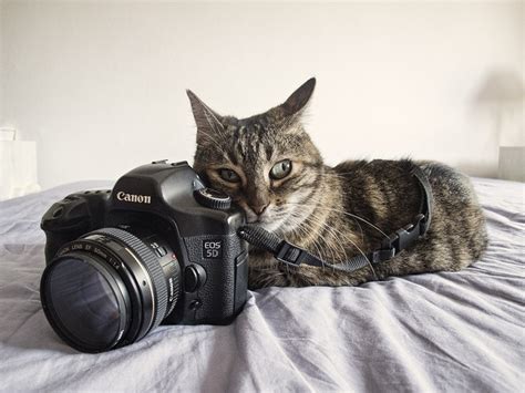 Cat Ographer Cats Cats Illustration Cat Camera