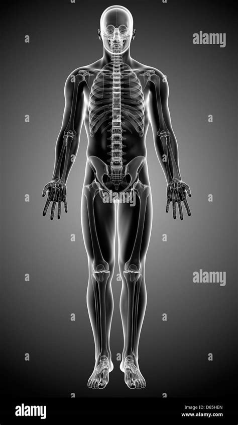 Human Skeleton Black And White Stock Photos And Images Alamy